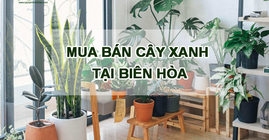 Top 5 địa điểm mua bán cây xanh tại Biên Hòa nổi tiếng hiện nay