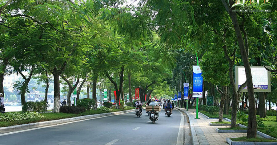 Top 10 cây đô thị phổ biến nhất hiện nay ở Việt Nam