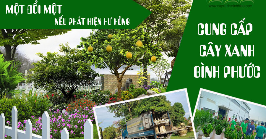 Cung cấp cây xanh tại Bình Phước – Giải pháp tuyệt vời cho cảnh quan nhà bạn