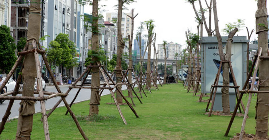 Mua bán cây xanh tại Bình Phước với giá ưu đãi