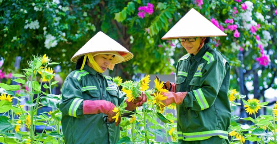 Đơn vị cung cấp cây xanh Kiên Giang giá rẻ, chuyên nghiệp