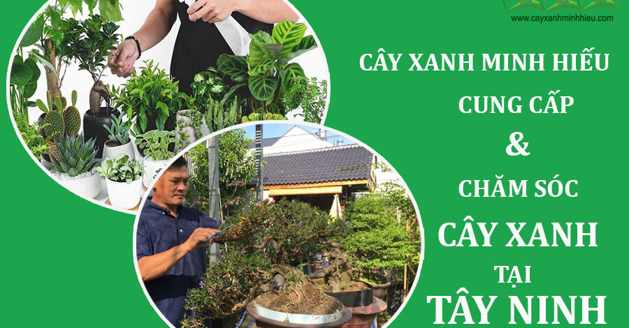 Nơi cung cấp cây xanh Tây Ninh uy tín duy nhất tại Cây Xanh Minh Hiếu.