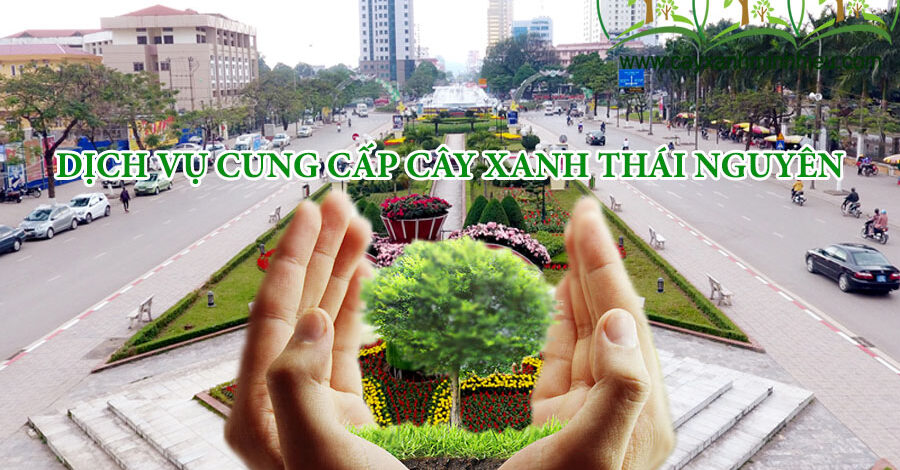 Đơn vị cung cấp cây xanh Thái Nguyên – Hướng tới đô thị xanh