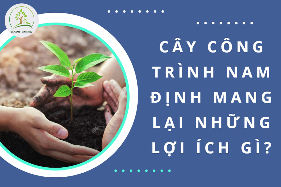 loi-ich-cua-cay-cong-trinh-nam-dinh