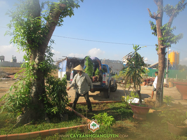 Cây Xanh Minh Hiếu