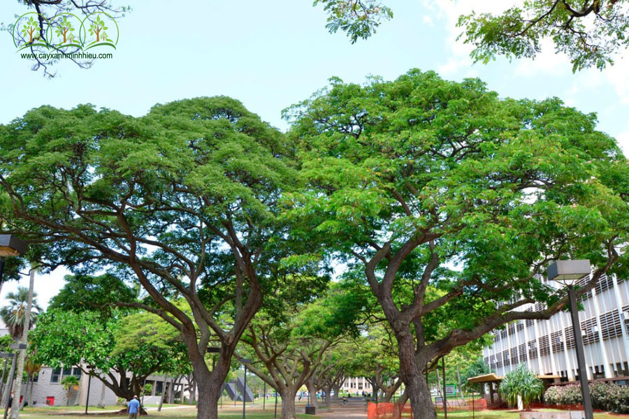 Cây Xanh Minh Hiếu