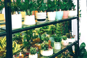 cho-thue-cay-xanh-tai-tay-ninh