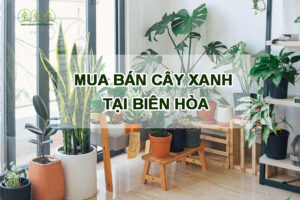 mua-ban-cay-xanh-tai-bien-hoa-gia-re
