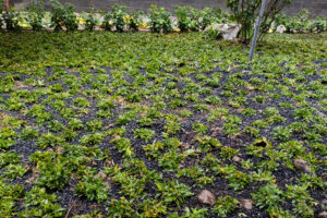 thi-cong-thiet-ke-san-vuon-binh-phuoc