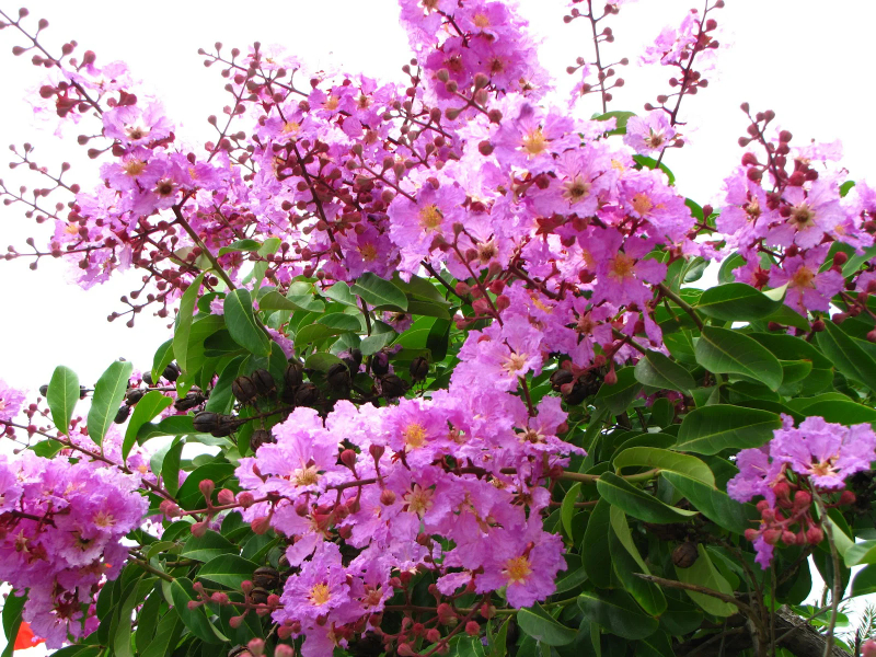 Cây bằng lăng