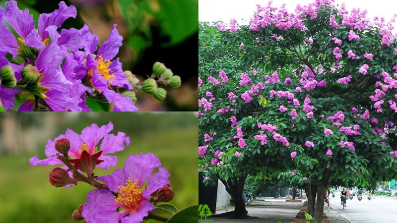 Cây bằng lăng