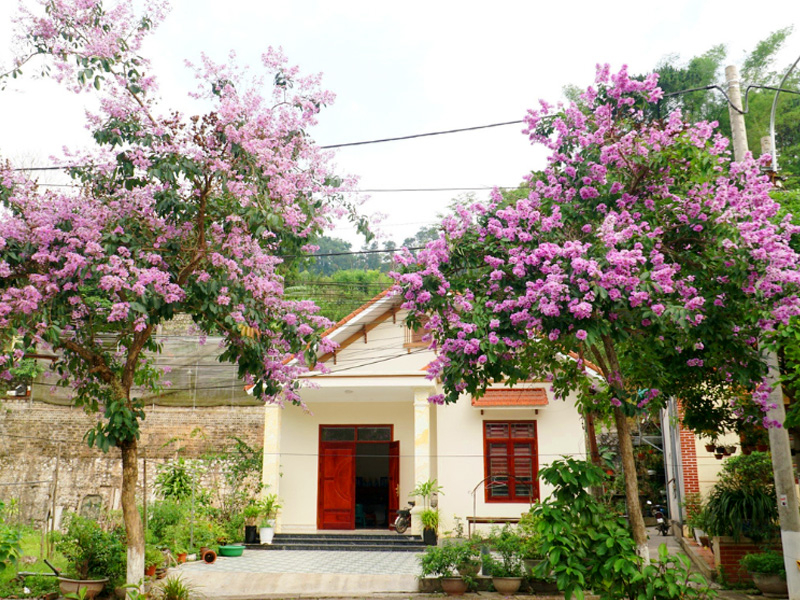 Cây bằng lăng