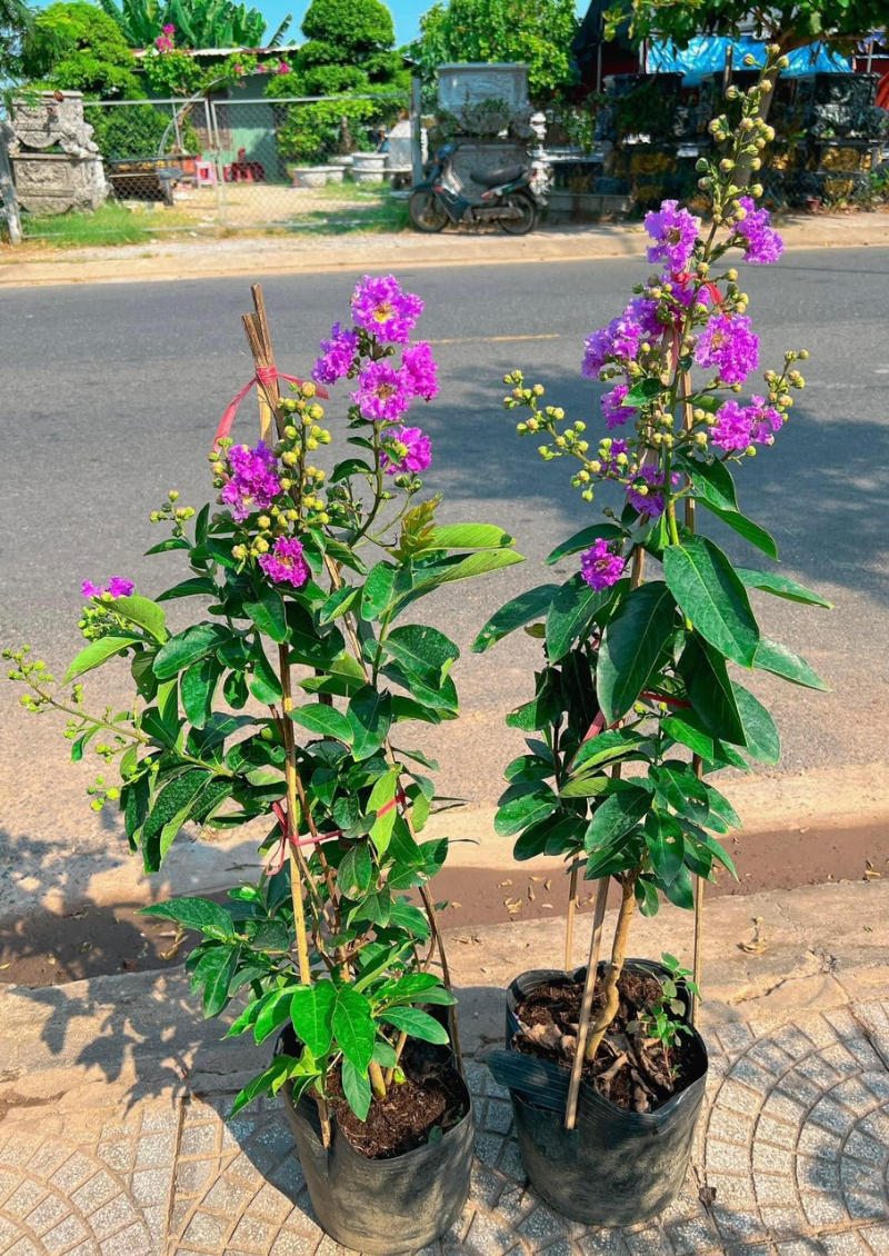 Cây bằng lăng