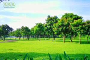 cay-xanh-chat-luong-gia-re