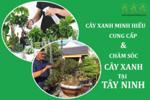 cay-xanh-minh-hieu-chuyen-cham-soc-va-cung-cap-cay-xanh-tay-ninh-uy-tin