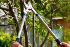 cham-soc-cay-xanh-tai-tien-giang