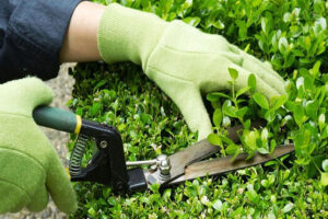 dich-vu-cahm-soc-cay-xanh