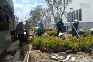 don-vi-cung-cap-cay-xanh-ben-tre