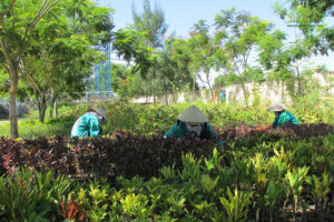 don-vi-cung-cap-cay-xanh-ca-mau