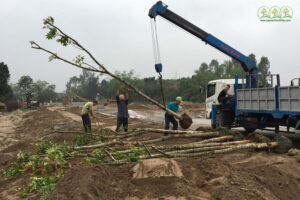 don-vi-cung-cap-cay-xanh-can-tho