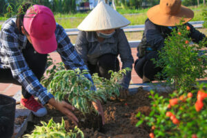 trong-cay-xanh-soc-trang