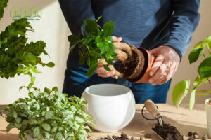 cong-ty-cung-cap-cay-xanh-nghe-an