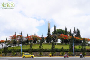 cung-cap-cay-xanh-ba-ria-vung-tau