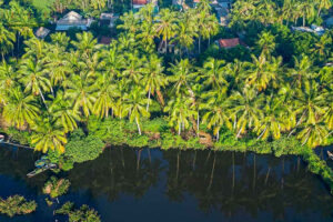 cung-cap-cay-xanh-ben-tre