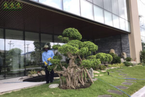 cung-cap-cay-xanh-binh-phuoccung-cap-cay-xanh-binh-phuoc