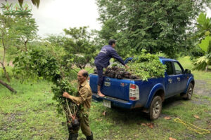 cung-cap-cay-xanh-dong-nai