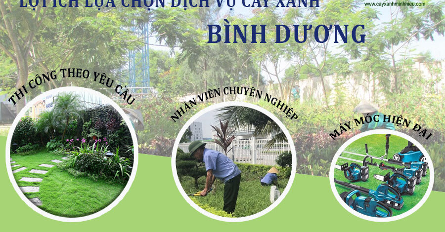 Dịch vụ cung cấp cây xanh Bình Dương chất lượng và uy tín hàng đầu