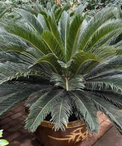 cây vạn tuế