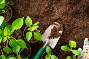 cham-soc-cung-cap-cay-xanh-binh-dinh