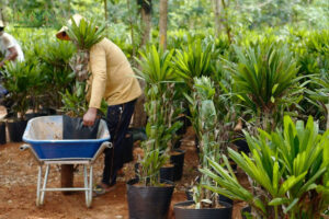 cong-ty-cung-cap-cay-xanh-quang-ngai