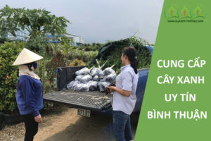 cung-cap-cay-xanh-binh-thuan-uy-tin