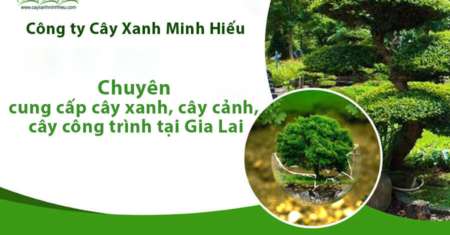 Công ty cung cấp cây xanh tại Gia Lai UY TÍN – GIÁ SỈ