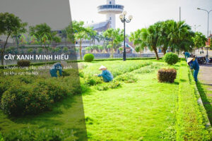 cung-cap-cay-xanh-ha-noi