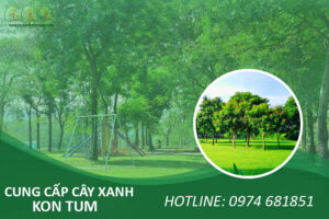 cung-cap-cay-xanh-kon-tum-uy-tin