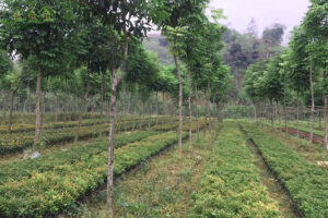 don-vi-cung-cap-cay-xanh-quang-nam