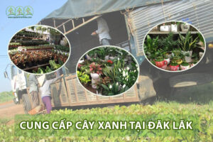 cung-cap-cay-xanh-dak-lak