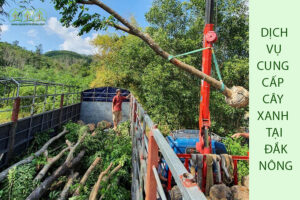 cung-cap-cay-xanh-dak-nong