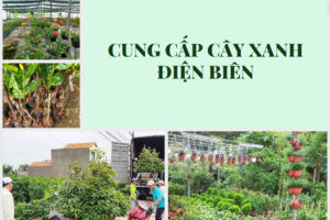 cung-cap-cay-xanh-dien-bien