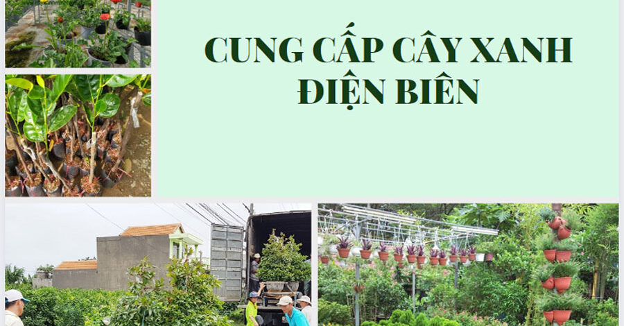 Dịch vụ cung cấp cây xanh Điện Biên – Đa dạng giống cây đẹp, khỏe mạnh