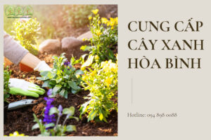 cung-cap-cay-xanh-hoa-binh