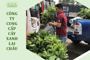 cung-cap-cay-xanh-lai-chau