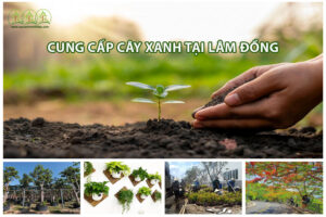 cung-cap-cay-xanh-lam-dong