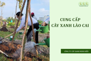 cung-cap-cay-xanh-lao-cai