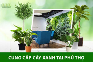 cung-cap-cay-xanh-phu-tho