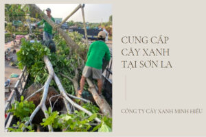cung-cap-cay-xanh-son-la