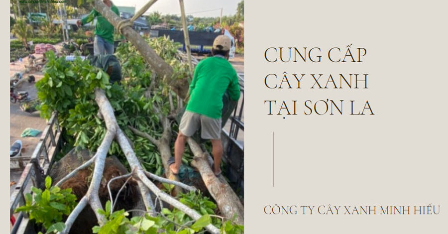 Cung cấp cây xanh công trình tại Sơn La – Đa chủng loại, Giá rẻ